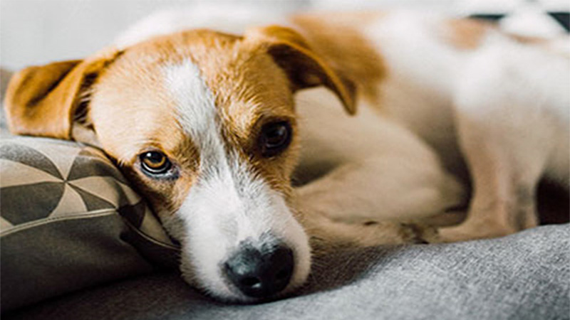 Image of Dog lying on bed waiting for CBD Oil to help with joint pain