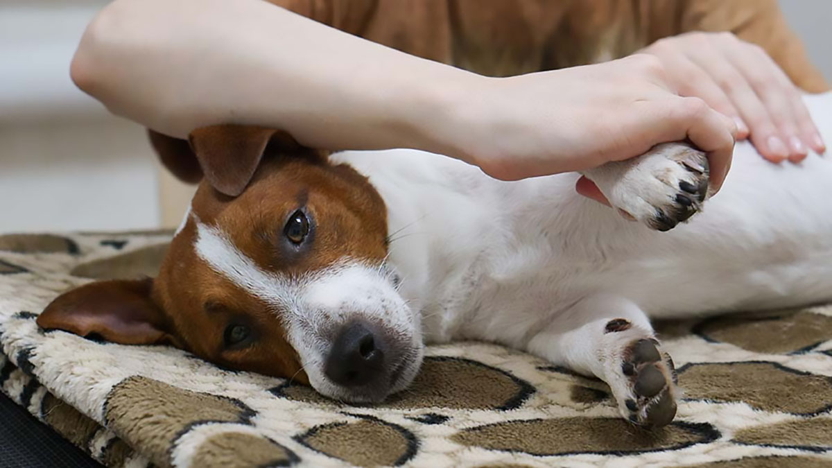Image of Dog getting massage for joint pain